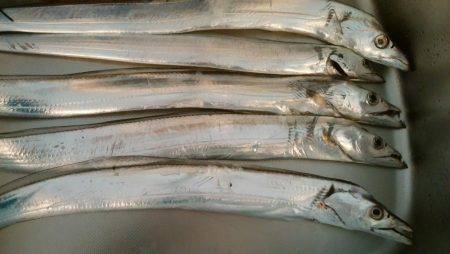 まだまだ太刀魚